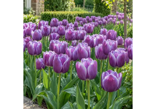 JUNAVERA Bloembol Tulp | Tulip Triumph Synaeda Blue | 50 cm | per bol