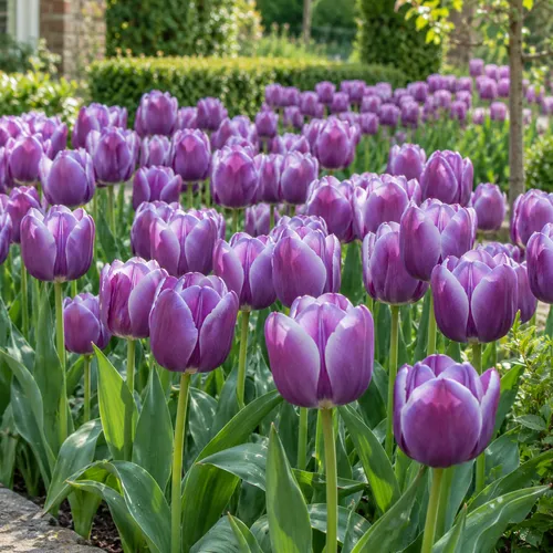 JUNAVERA Bloembol Tulp | Tulip Triumph Synaeda Blue | 50 cm | per bol