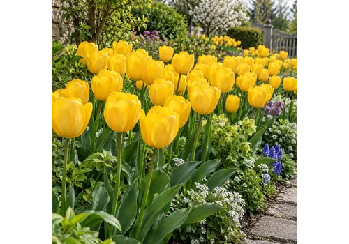 JUNAVERA Tulipa Golden Parade bloembol | per stuk | tulphoogte 55 cm