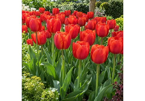 JUNAVERA Bloembol Tulp Tulip Darwin Hybrid Oxford | 55 cm | verkoop per bol