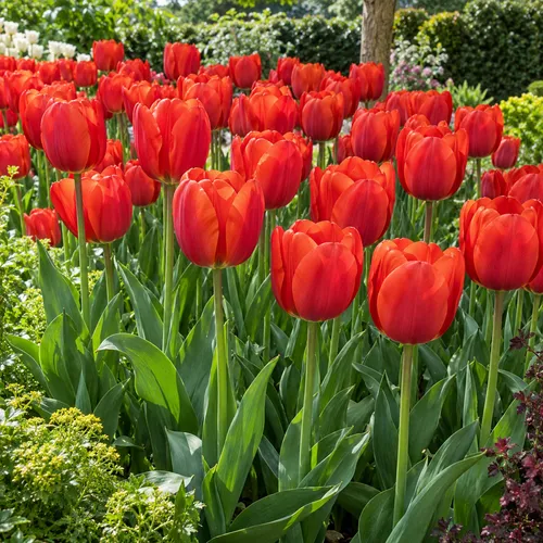 JUNAVERA Bloembol Tulp Tulip Darwin Hybrid Oxford | 55 cm | verkoop per bol