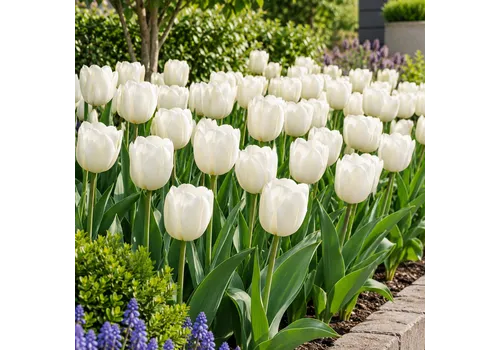 JUNAVERA Bloembol Tulp Tulip Triumph Silver Dollar | tulphoogte 50 cm | verkoop per bol