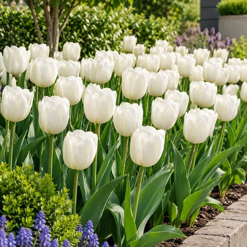 JUNAVERA Bloembol Tulp Tulip Triumph Silver Dollar | tulphoogte 50 cm | verkoop per bol
