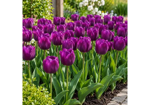 JUNAVERA Tulipa Triumph Purple Flag | tulpenbol | bloeihoogte 40 cm | per bol