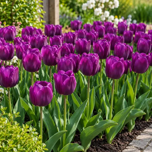 JUNAVERA Tulipa Triumph Purple Flag | tulpenbol | bloeihoogte 40 cm | per bol