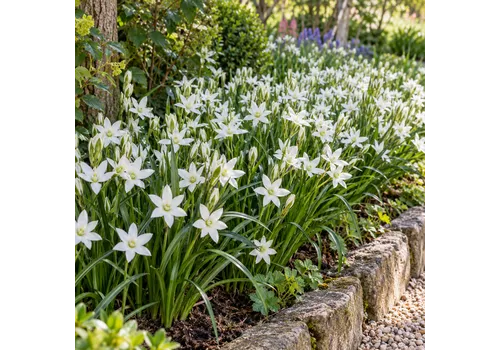 JUNAVERA Ornithogalum umbellatum bloembol | 15 cm hoog | verkoop per bol