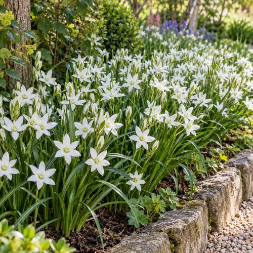JUNAVERA Ornithogalum umbellatum bloembol | 15 cm hoog | verkoop per bol