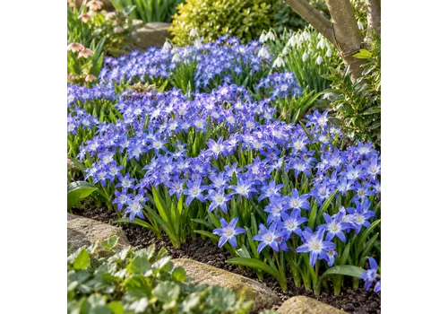 JUNAVERA Chionodoxa luciliae bloembol | vroege voorjaarsbloeier | 15 cm hoog | verkoop per bol