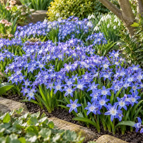 JUNAVERA Chionodoxa luciliae bloembol | vroege voorjaarsbloeier | 15 cm hoog | verkoop per bol