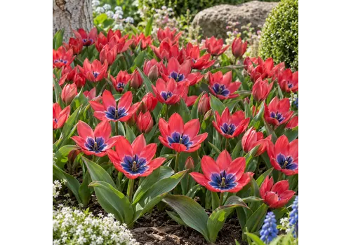 JUNAVERA Tulipa Little Beauty | Specie tulp bloembollen | rood met blauwe kern | 8 stuks | 25 cm hoog
