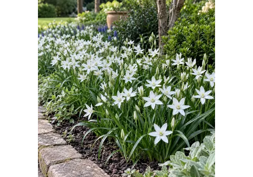 JUNAVERA Ornithogalum umbellatum wit | 10 bloembollen | max. 25 cm hoog