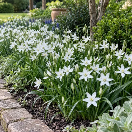 JUNAVERA Ornithogalum umbellatum wit | 10 bloembollen | max. 25 cm hoog