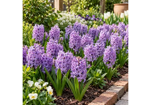 JUNAVERA Hyacinthus Orientalis Lila | Hyacint bloembollen | 3 stuks | 25 cm hoog