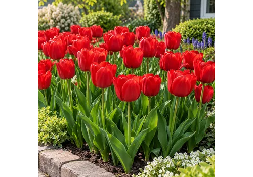 JUNAVERA Tulipa Darwin Hybrid rode tulp | bloembollen | 7 stuks | 25 cm hoog