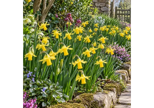 JUNAVERA Narcissus cyclamineus | Bloembollen | 5 stuks | 15 cm hoog