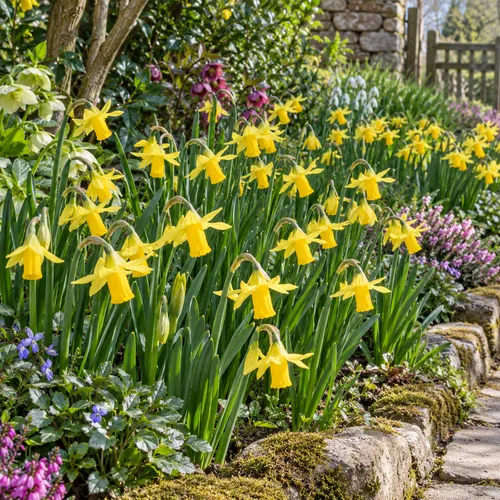 JUNAVERA Narcissus cyclamineus | Bloembollen | 5 stuks | 15 cm hoog