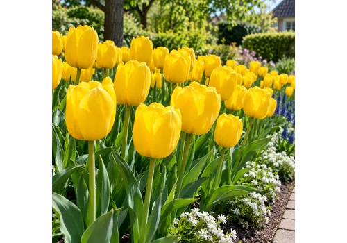JUNAVERA Titel: Tulipa Darwin Hybrid | gele tulp | bloembollen 5 stuks | 55 cm hoog