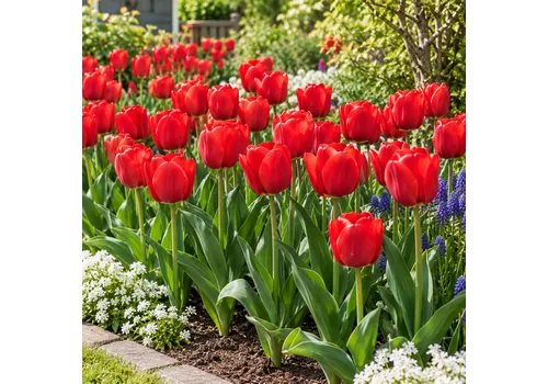 JUNAVERA Tulipa Triumph | Rode Tulp | Bloembollen | 7 stuks | 50 cm hoog