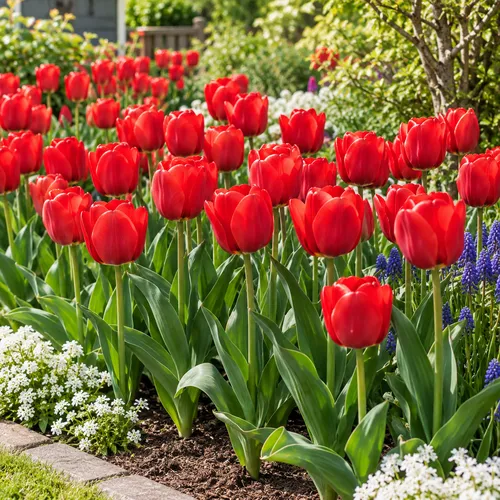 JUNAVERA Tulipa Triumph | Rode Tulp | Bloembollen | 7 stuks | 50 cm hoog