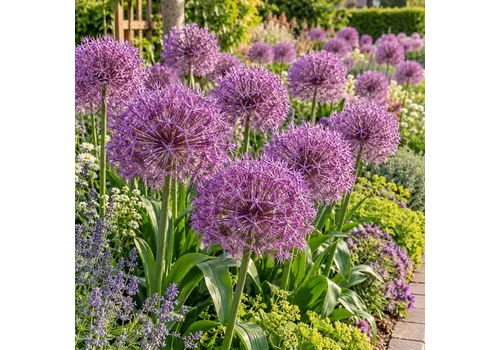 JUNAVERA Allium Christophii paarse sierui | Bloembollen | 2 stuks | 50 cm hoog