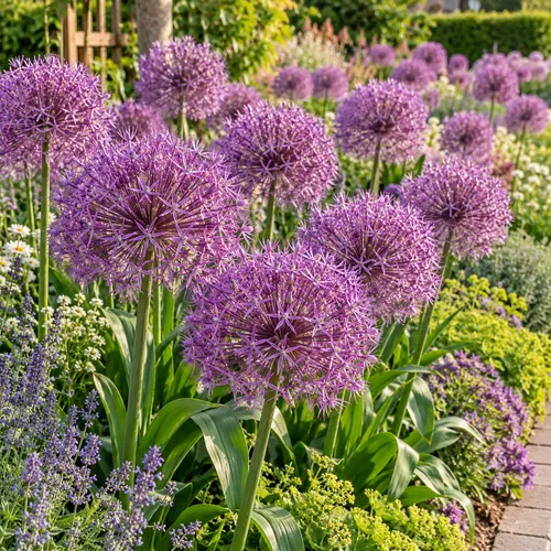 JUNAVERA Allium Christophii paarse sierui | Bloembollen | 2 stuks | 50 cm hoog