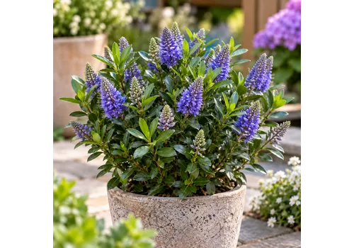 JUNAVERA Hebe 'Taupo' | ca. 30 cm hoog | 12 cm pot
