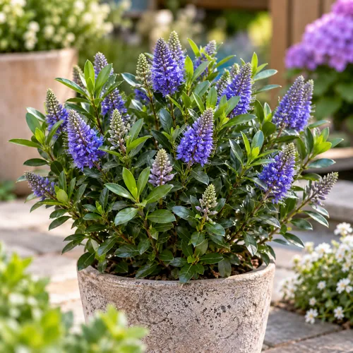 JUNAVERA Hebe 'Taupo' | ca. 30 cm hoog | 12 cm pot