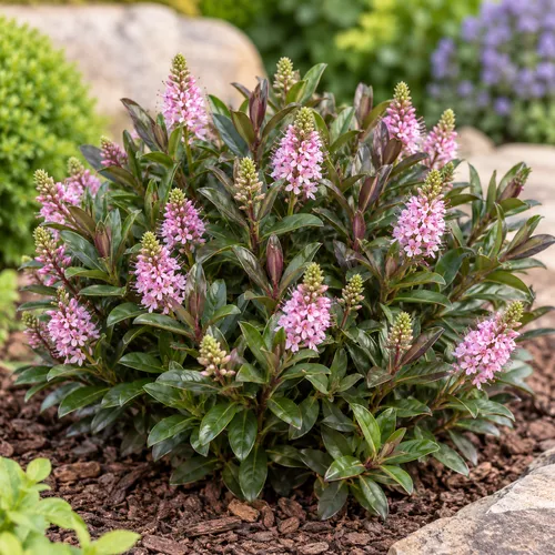 JUNAVERA Hebe 'Taharua' | 30 cm hoog | 12 cm pot
