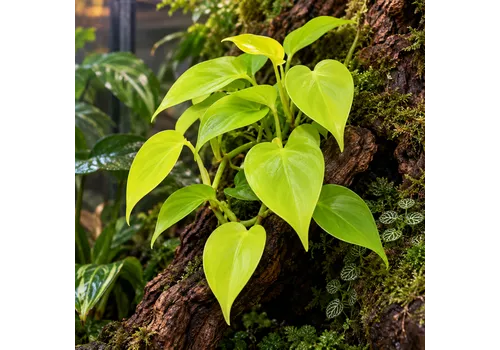 JUNAVERA Philodendron Neon | pot 6 cm | hoogte 15 cm
