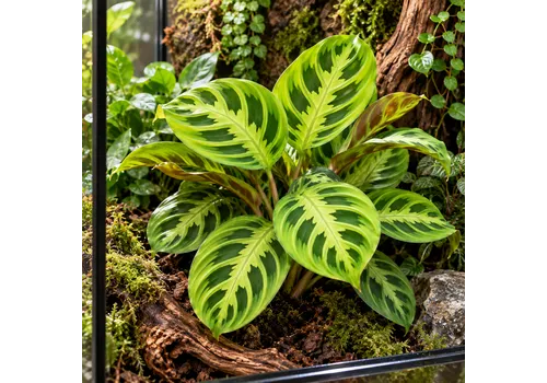 JUNAVERA Maranta Lemon | 12 cm pot | 25 cm hoog