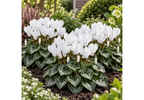 JUNAVERA Cyclamen Carino Wit | 10 cm pot | 25 cm hoog