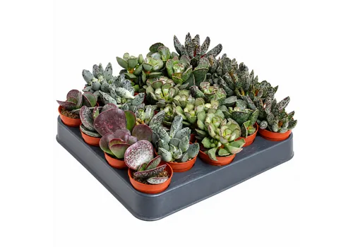 JUNAVERA Adromischus cooperi gemengd | 5,5 cm pot | 10 cm hoog | per stuk