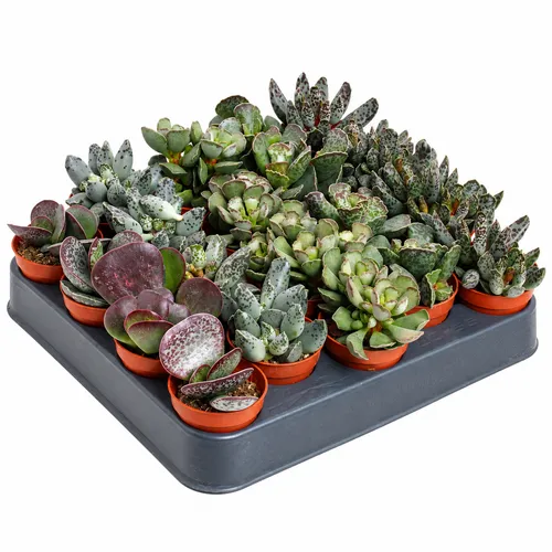 JUNAVERA Adromischus cooperi gemengd | 5,5 cm pot | 10 cm hoog | per stuk