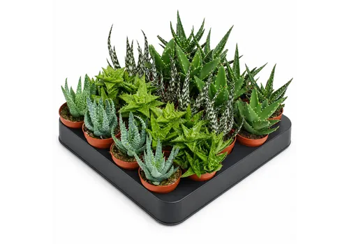 JUNAVERA Aloe gemengd | per stuk | 5,5 cm pot | 10 cm hoog