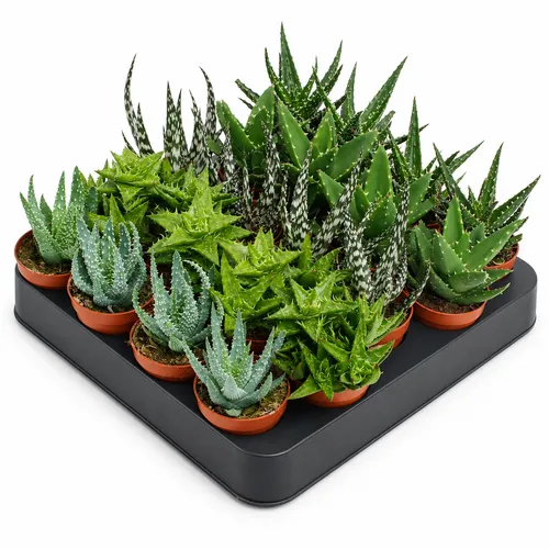 JUNAVERA Aloe gemengd | per stuk | 5,5 cm pot | 10 cm hoog