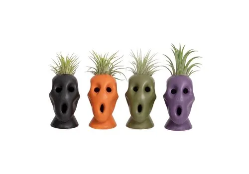 JUNAVERA Halloween bloempotje met Tillandsia | 4 cm pot | 12 cm hoog