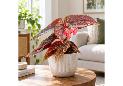 JUNAVERA Begonia maculata Pink Spot | pot 6 cm | 15 cm hoog