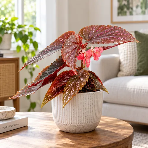 JUNAVERA Begonia maculata Pink Spot | pot 6 cm | 15 cm hoog