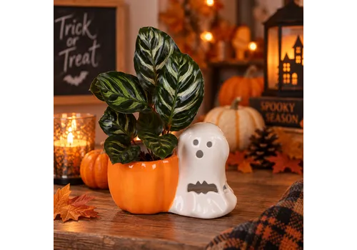 JUNAVERA Calathea gemengd in Halloweenpotje | 6 cm pot | 13 cm hoog | per stuk