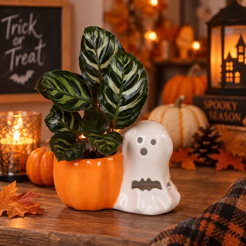 JUNAVERA Calathea gemengd in Halloweenpotje | 6 cm pot | 13 cm hoog | per stuk