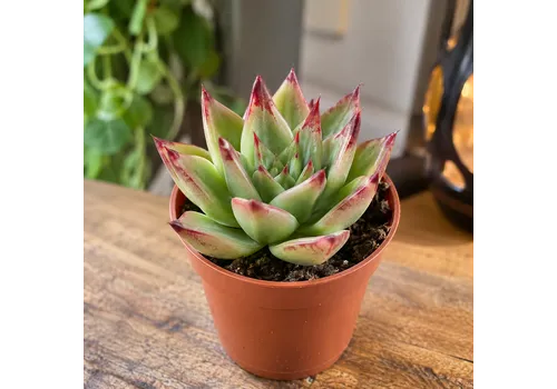 JUNAVERA Echeveria agavoides Ami-Fiesta | 6 cm pot | 9 cm hoog