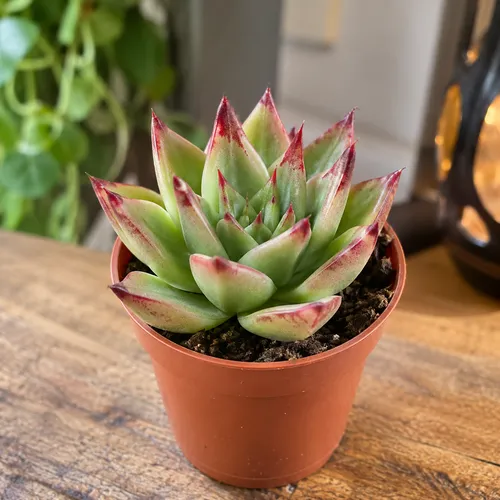 JUNAVERA Echeveria agavoides Ami-Fiesta | 6 cm pot | 9 cm hoog