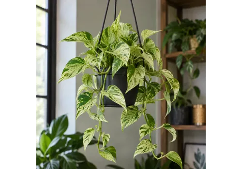 JUNAVERA Epipremnum aureum 'Snow Leopard' | hangpot | 10,5 cm pot | 32 cm hoog