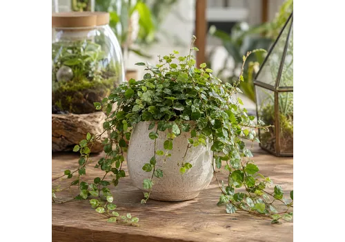 JUNAVERA Ficus pumila | 6 cm pot | 12 cm hoog