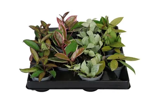 JUNAVERA Hoya gemengd | 6 cm pot | 13 cm hoog | per stuk
