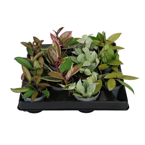 JUNAVERA Hoya gemengd | 6 cm pot | 13 cm hoog | per stuk