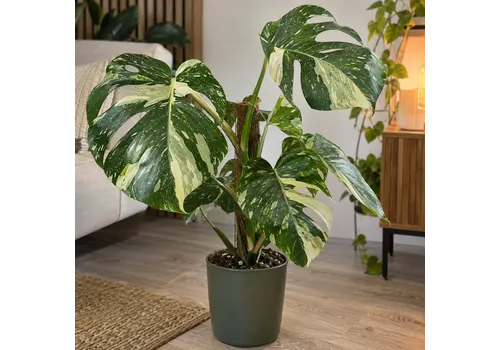 JUNAVERA Monstera deliciosa 'Thai Constellation' | 17 cm pot | 55 cm hoog