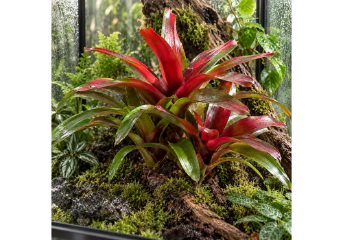 JUNAVERA Neoregelia 'Fireball' | 15 cm pot | 45 cm hoog