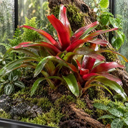 JUNAVERA Neoregelia 'Fireball' | 15 cm pot | 45 cm hoog