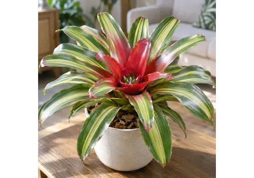 JUNAVERA Neoregelia 'Freddie' | 12 cm pot | 35 cm hoog